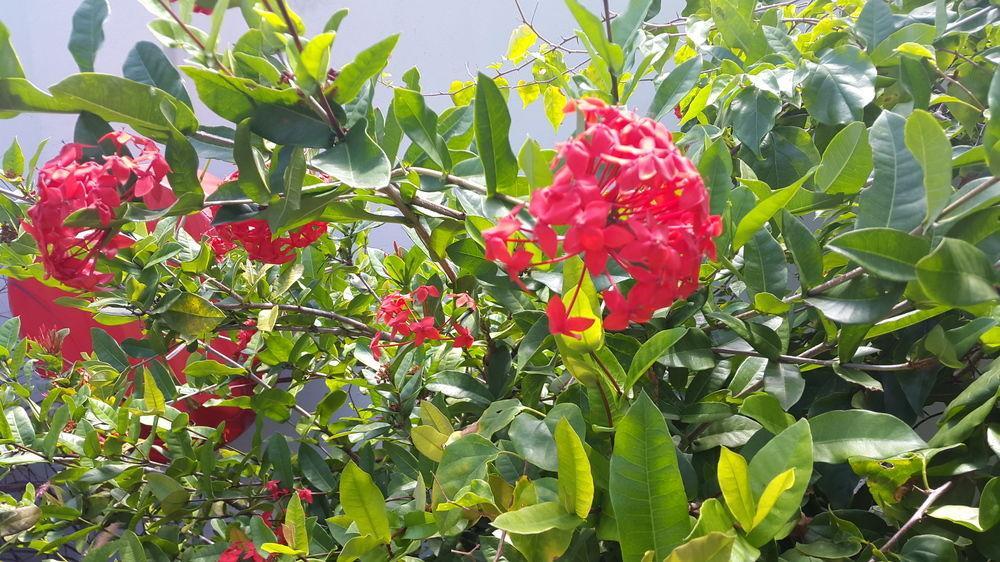 La Modestie Guest House Grand Anse  Esterno foto
